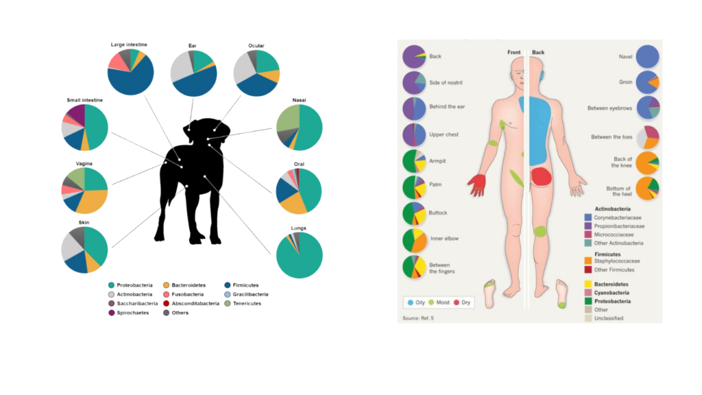 Hundemikrobiom vs. Menschenmikrobiom