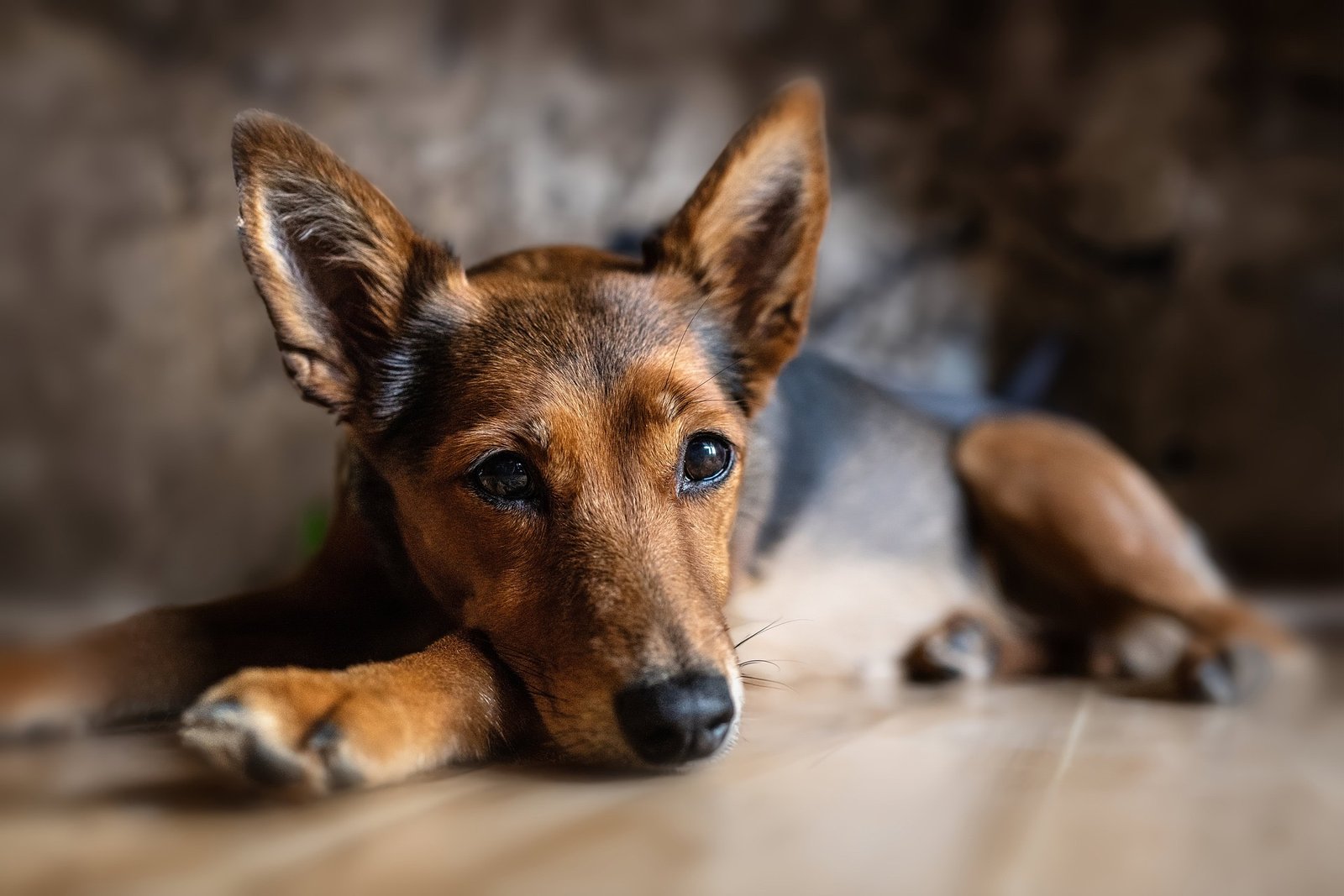 IBD bei Hunden
